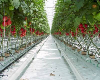 Desenvolvido método para aumentar produtividade do tomate em Estufa