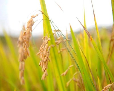 Desenvolvimento heterogéneo nas searas de arroz com impacto na produtividade
