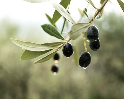 Desmitificação da cultura intensiva do olival