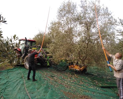 Determinação do momento ótimo de colheita da azeitona