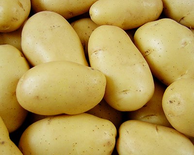 Detetado no concelho de Borba praga de inseto que destrói plantações de batatas