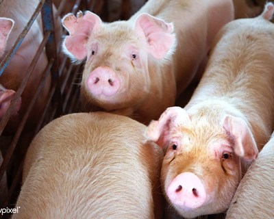DGAV alerta para agravamento da peste suína