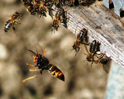 DGAV promove plano de controlo da vespa velutina em Portugal