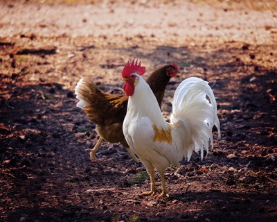 DGAV recomenda atenção às aves estivais no controlo da Gripe Aviária