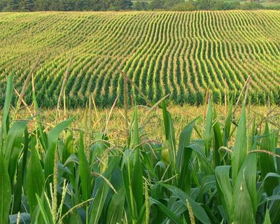 Dia de Campo mostra novidades na cultura do milho