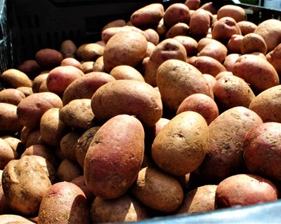 Dificuldades de escoamento prolongam colheita da batata