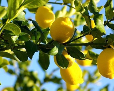 Doenças dos citrinos: saiba como prevenir