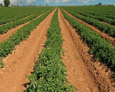 DRAP Alentejo promove sessão sobre desafios da agricultura do futuro