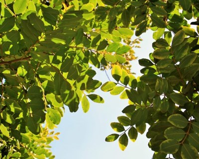 DRAP Algarve quer mostrar coleção com mais de 1000 árvores de fruto em Tavira