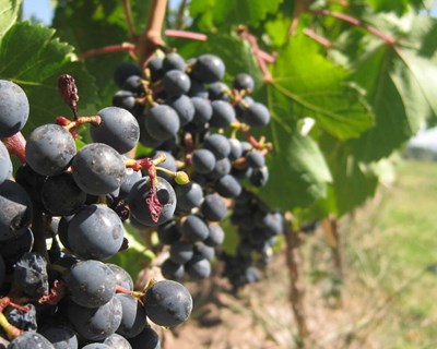 DRAPCentro lança Caderno Temático "A Vinha e o Vinho na Região Centro"