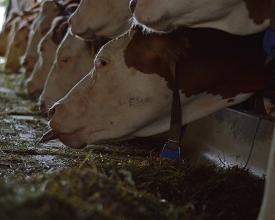 Economia Circular pode reduzir as importações de matérias-primas para a alimentação animal