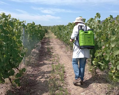 Efeito da aplicação foliar de silício na cv. Touriga franca na região demarcada do Douro - Bibliografia