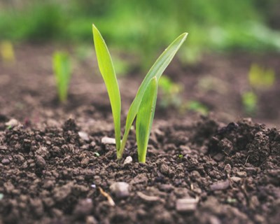 Efeito da correcção orgânica e da reacção do solo numa rotação hortícola de modo de produção biológico