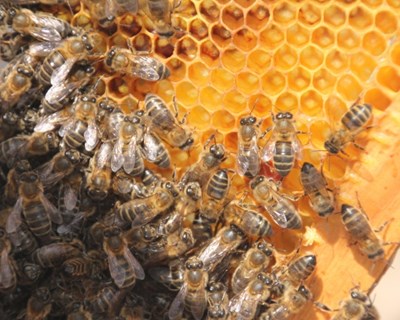 EFSA e cientistas desenvolvem modelo para proteção das abelhas melíferas a nível europeu