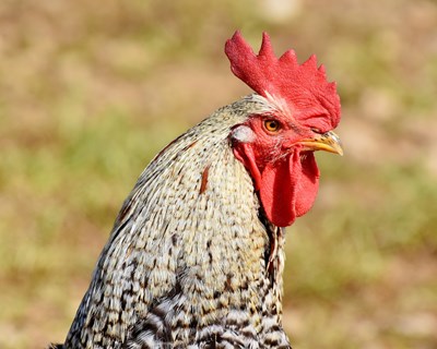 Elanco organiza 3 webinars sobre futuro da segurança alimentar na produção avícola