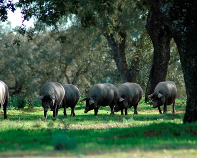 Elvas acolhe I Jornadas Académicas e Profissionais de Bem-Estar Animal