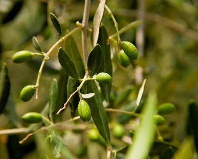 Elvas debate competitividade do olival e amendoal