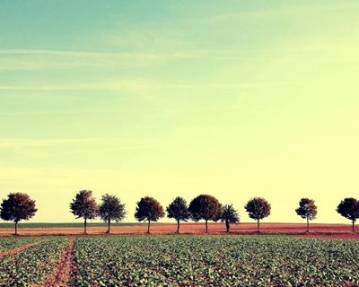 Em 2019 despesa do Ministério da Agricultura sobe 15,8% para €1.217,9 milhões