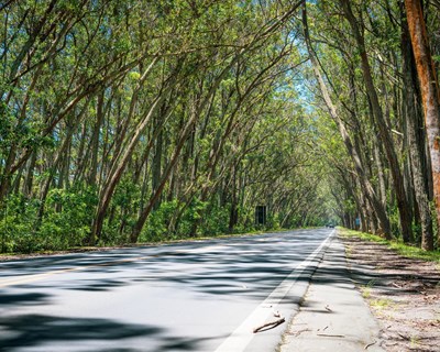 Embaixada dos Estados Unidos promove plantação de 10 mil árvores no Pinhal de Leiria