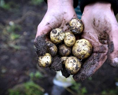 Emprego agrícola em queda na União Europeia