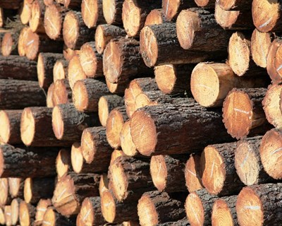 Empresa familiar é líder europeia em madeira tratada e exporta para mais de 40 mercados