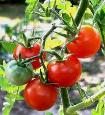 Empresa japonesa investe em centro de investigação de tomate em Portugal