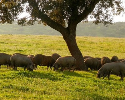 Empresários portugueses à procura das oportunidades para a carne de porco na China