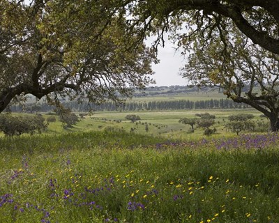 Encontro PEFC Portugal – Floresta e Sustentabilidade realiza-se em setembro