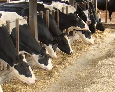 I Encontro Técnico-Científico de Nutrição de Bovinos acontece em Vila Real