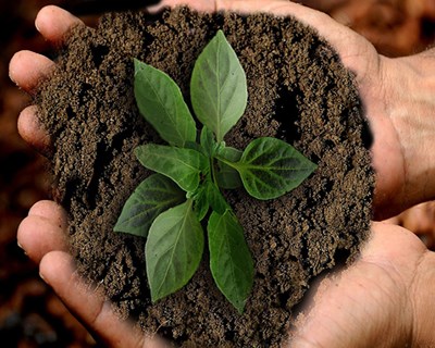 ENRD lança ficha sobre como valorizar as práticas de gestão agrícola e florestal sustentáveis através da PAC