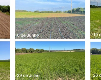 Ensaio de produção arroz com rega gota-a-gota na Agroglobal obteve produtividade idêntica à média nacional