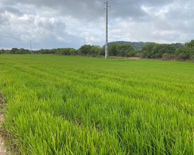 Ensaio de rega gota-a-gota na cultura do arroz pela 1ª vez na Agroglobal