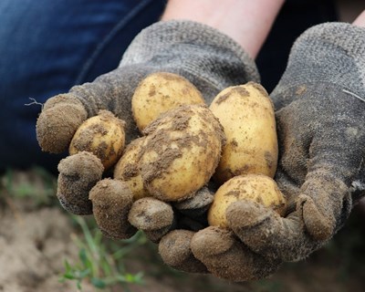 Entra em vigor o programa Jovem Agricultor nos Açores