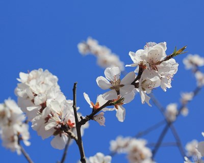 Enxertias de Prunóideas: O exemplo do pessegueiro e da amendoeira