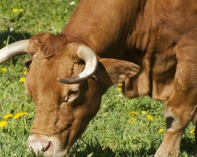 Esclarecimento sobre nova modalidade de preenchimento e envio de IRCA de bovinos