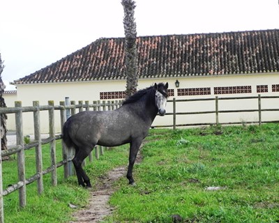 Escola Superior Agrária de Castelo Branco abre curso técnico superior de Desporto Equestre e Equinicultura