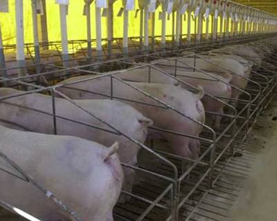 Espanha aumenta Exportações de Carne de Porco em 46%