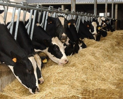 Espanha poderá implementar exploração com 20 mil bovinos leiteiros