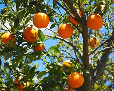 Espanha produz mais de metade da laranja na UE