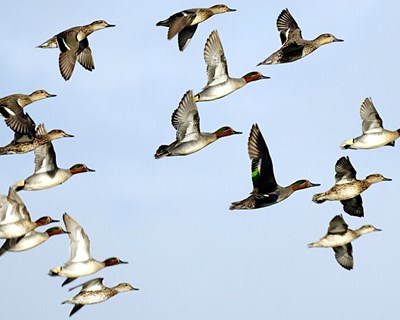 Especialistas em patos selvagens reúnem-se na Escola Superior Agrária de Coimbra