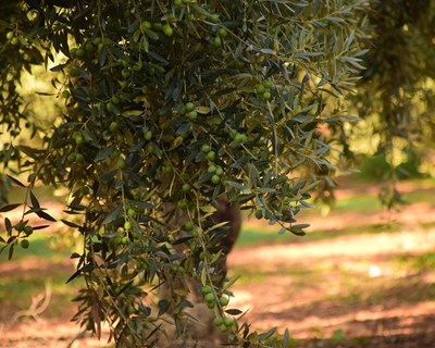 Estado hídrico das oliveiras no verão e a produção