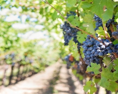 Estimado aumento de 8% na produção de vinho na campanha 2023/24 face a 2022/23