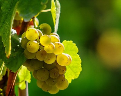 Estimativas apontam para 70 milhões de litros de vinho verde em 2019