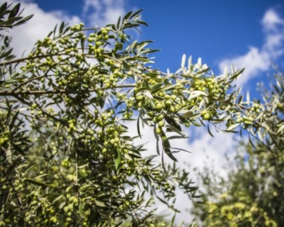Estremoz: variedades de oliveira portuguesas em debate