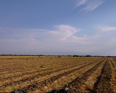 Estudo: 74% do aumento da produção agrícola da UE é fruto da melhoria genética