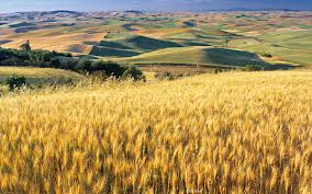 Estudo aponta para meteorologia desfavorável para cultivo de trigo
