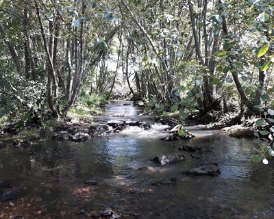 Estudo conclui que as florestas ripárias são verdadeiros armazéns de carbono