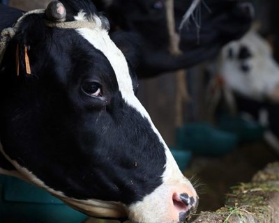 Estudo da claudicação em vacas leiteiras em explorações do Concelho de Mogadouro no modo de produção biológico