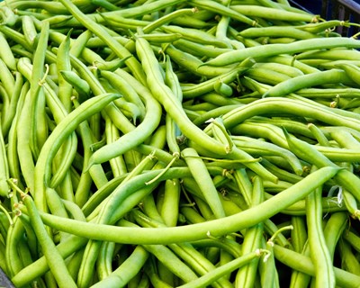 Estudo de cultivares de feijão como potenciais porta-enxertos na cultura de feijão-verde