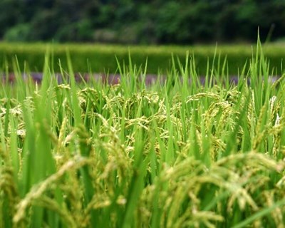 Ética e Deontologia Profissional em foco na Agrária de Coimbra